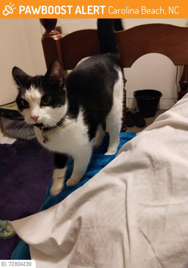 Found/Stray Unknown Cat last seen Hampton inn, Carolina Beach, NC 28428