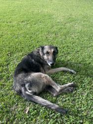 Found/Stray Female Dog last seen By Northside Railroad tracks off Louisiana Ave., Lafayette, LA 70500