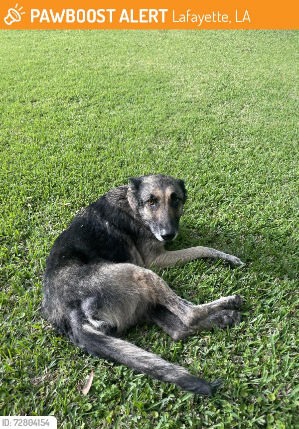 Found/Stray Female Dog last seen By Northside Railroad tracks off Louisiana Ave., Lafayette, LA 70500