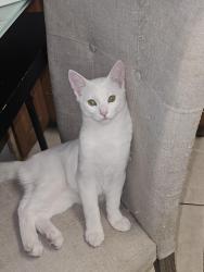 Lost Male Cat last seen Near wingo Street Orlando Florida 32803 , Orlando, FL 32803