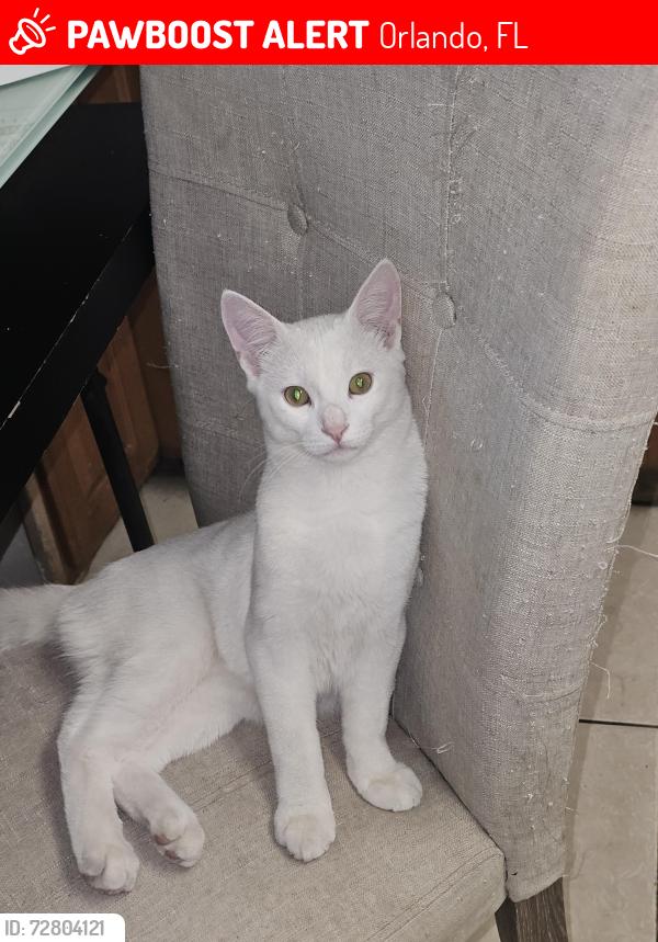 Lost Male Cat last seen Near wingo Street Orlando Florida 32803, Orlando, FL 32803