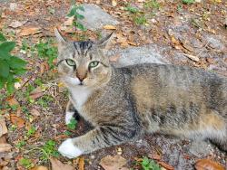 Found/Stray Male Cat last seen Raulerson Road, Riverview, FL 33569