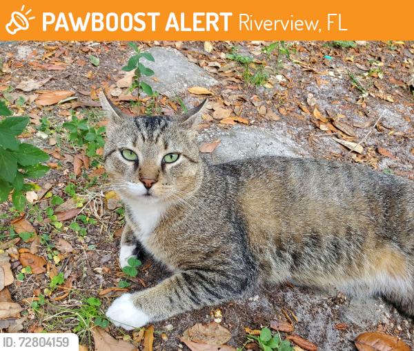 Found/Stray Male Cat last seen Raulerson Road, Riverview, FL 33569