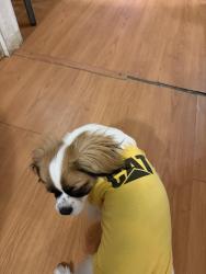 Lost Male Dog last seen 107misty ct  cary, Cary, NC 27513