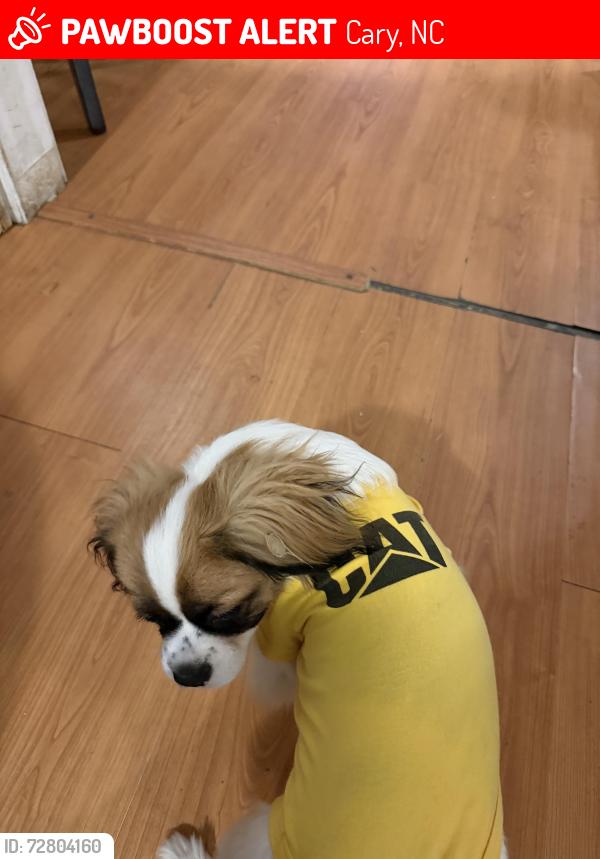 Lost Male Dog last seen 107misty ct  cary, Cary, NC 27513