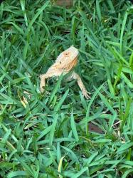 Found/Stray Unknown Reptile last seen Windmill park, Coconut Creek, FL 33066