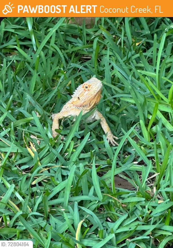 Found/Stray Unknown Reptile last seen Windmill park, Coconut Creek, FL 33066