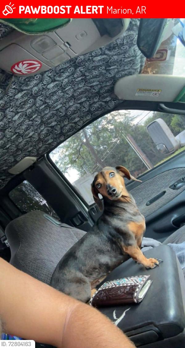 Lost Female Dog last seen Greenway apmts , Marion, AR 72364