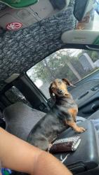 Lost Female Dog last seen Greenway apmts , Marion, AR 72364