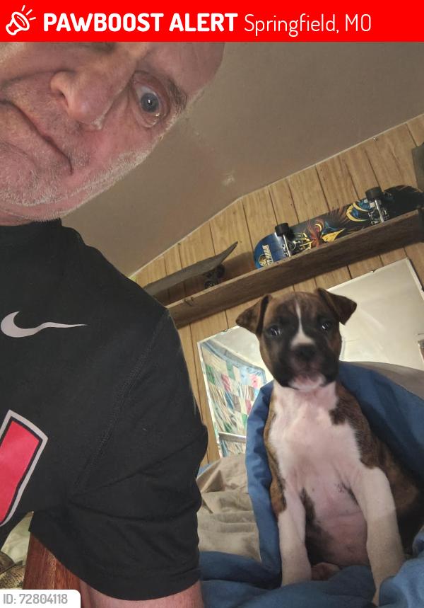 Lost Male Dog last seen East Ave. And Talmage, Springfield, MO 65803