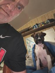 Lost Male Dog last seen East Ave. And Talmage, Springfield, MO 65803