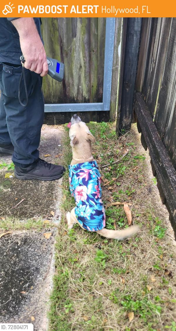 Found/Stray Male Dog last seen Wiley & 15th St, Hollywood, FL 33020