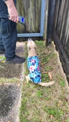 Found/Stray Male Dog last seen Wiley & 15th St, Hollywood, FL 33020
