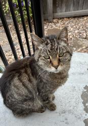 Found/Stray Unknown Cat last seen Downing & E 96th Pl, Thornton, CO 80229