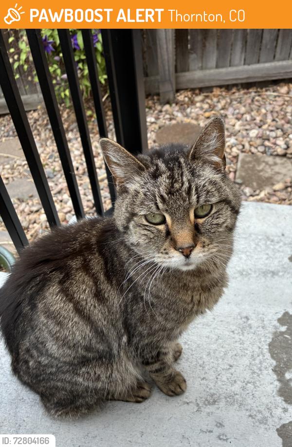 Found/Stray Unknown Cat last seen Downing & E 96th Pl, Thornton, CO 80229