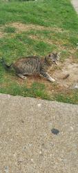 Found/Stray Female Cat last seen Melrose and Council, Oklahoma City, OK 73127