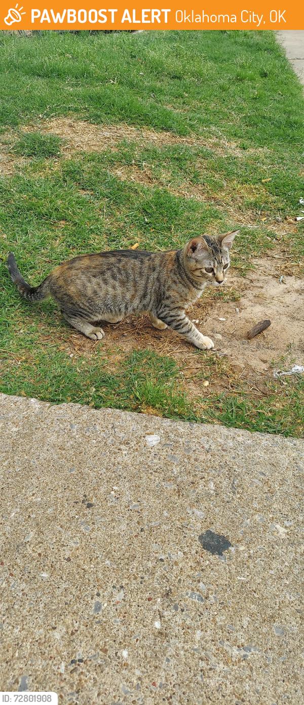 Found/Stray Female Cat last seen Melrose and Council, Oklahoma City, OK 73127