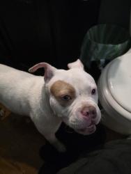 Found/Stray Male Dog last seen 9th and waterman , San Bernardino, CA 92410