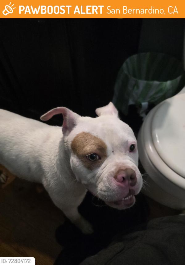 Found/Stray Male Dog last seen 9th and waterman , San Bernardino, CA 92410