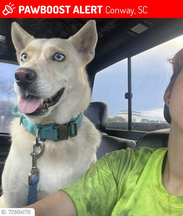 Lost Female Dog last seen Northlake Dr Conway SC, Conway, SC 29526