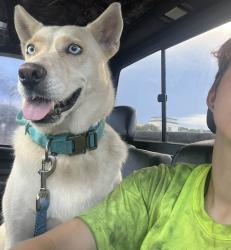 Lost Female Dog last seen Northlake Dr Conway SC, Conway, SC 29526
