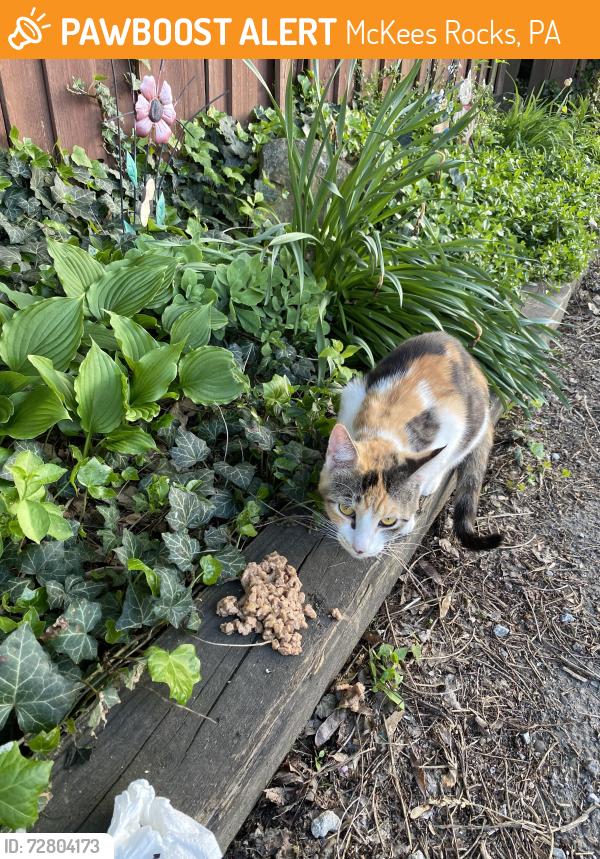 Found/Stray Female Cat last seen Sproul, McKees Rocks, PA 15136