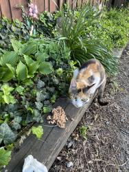 Found/Stray Female Cat last seen Sproul, McKees Rocks, PA 15136