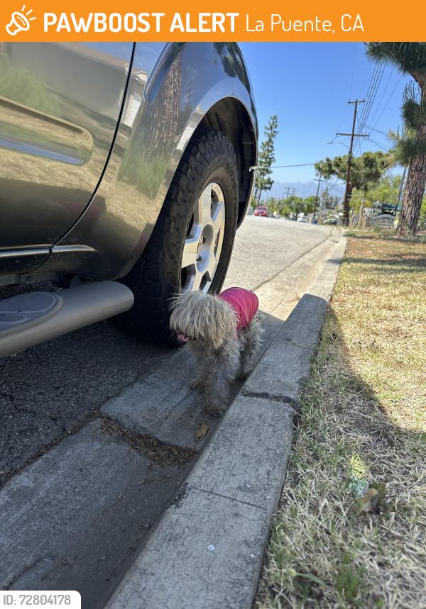 Found/Stray Unknown Dog last seen amar and azusa, La Puente, CA 91744