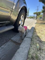 Found/Stray Unknown Dog last seen amar and azusa, La Puente, CA 91744