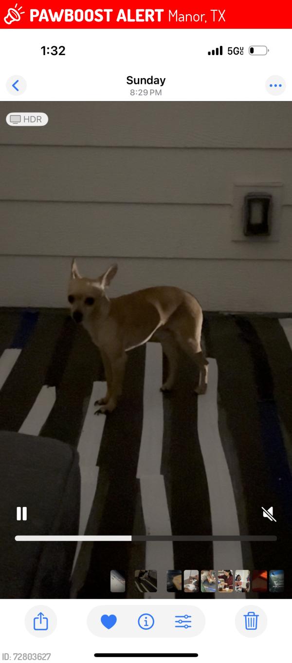 Lost Male Dog last seen Yager flts 4818 E Yager Ln, Manor, TX 78653