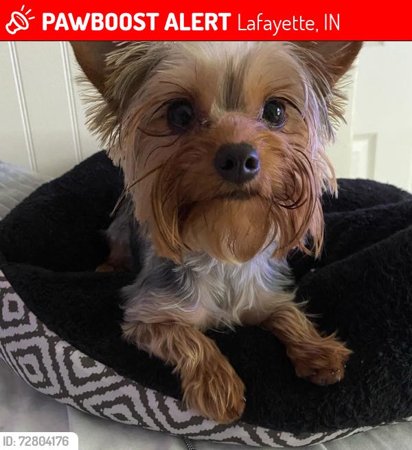 Lost Female Dog last seen 18th street and central near Jefferson High School, Lafayette, IN 47901