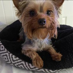 Lost Female Dog last seen 18th street and central near Jefferson High School, Lafayette, IN 47901