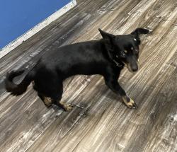 Lost Female Dog last seen Windsor Park, Cedar Hill, TX 75104