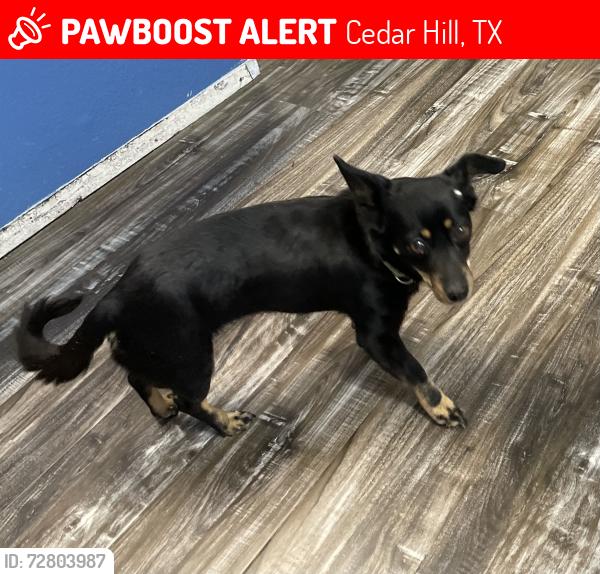 Lost Female Dog last seen Windsor Park, Cedar Hill, TX 75104