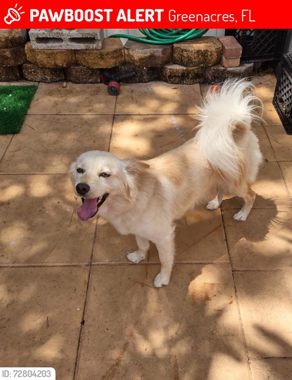 Lost Female Dog last seen Race Track gas station greenacres , Greenacres, FL 33463
