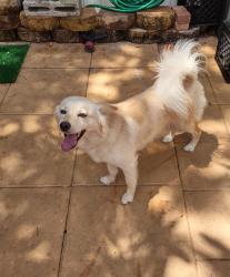Lost Female Dog last seen Race Track gas station greenacres , Greenacres, FL 33463