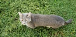Lost Female Cat last seen Chapel Rd and 132 Batavia Ohio 45103, Batavia, OH 45103