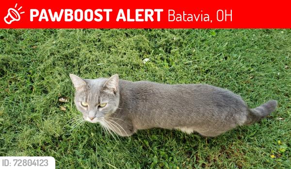 Lost Female Cat last seen Chapel Rd and 132 Batavia Ohio 45103, Batavia, OH 45103