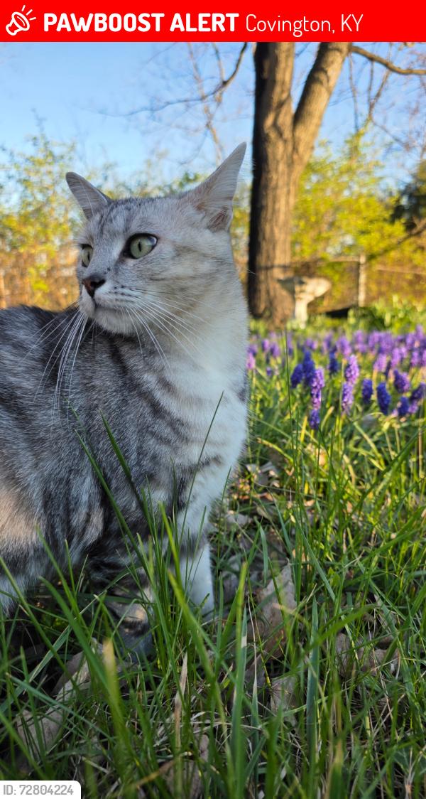 Lost Female Cat last seen Covington Water Tower, Covington, KY 41011