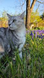 Lost Female Cat last seen Covington Water Tower, Covington, KY 41011