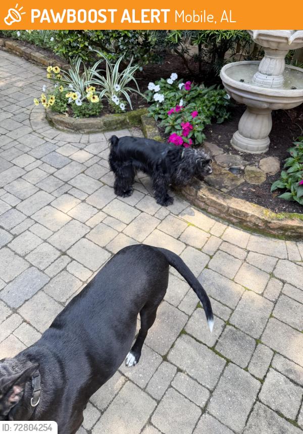 Found/Stray Female Dog last seen Knollwood Dr , Mobile, AL 36693