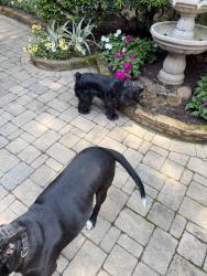 Found/Stray Female Dog last seen Knollwood Dr , Mobile, AL 36693