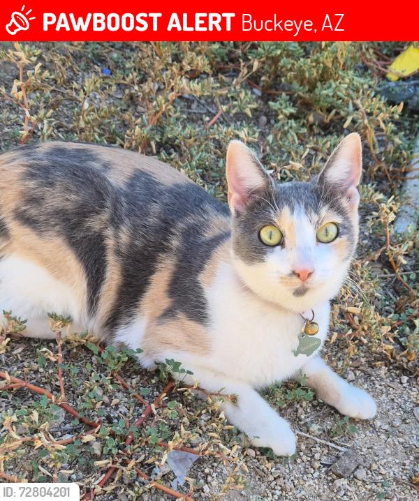 Lost Female Cat last seen In Blue Hills Community,  off Miller RD, between Maricopa and Baseline , Buckeye, AZ 85326
