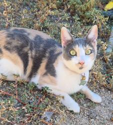 Lost Female Cat last seen In Blue Hills Community,  off Miller RD, between Maricopa and Baseline , Buckeye, AZ 85326