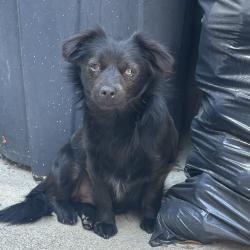 Found/Stray Male Dog last seen Jurupa Avenue , Riverside, CA 92504