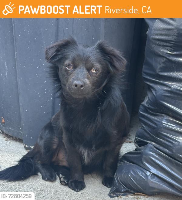 Found/Stray Male Dog last seen Jurupa Avenue , Riverside, CA 92504