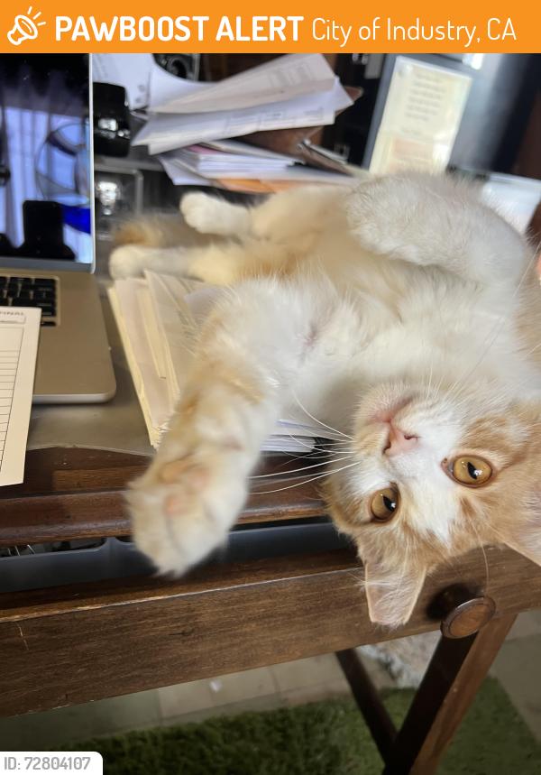 Found/Stray Female Cat last seen Inyo and commin, City of Industry, CA 91744