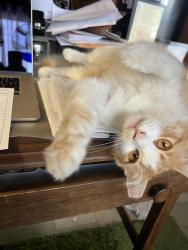 Found/Stray Female Cat last seen Inyo and commin, City of Industry, CA 91744