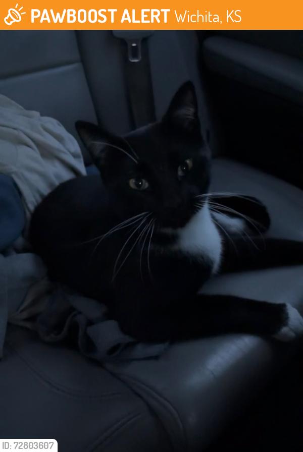 Found/Stray Female Cat last seen Intersection of 13th street and Tyler Road , Wichita, KS 67212