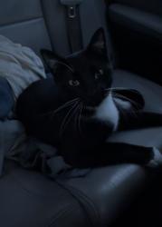 Found/Stray Female Cat last seen Intersection of 13th street and Tyler Road , Wichita, KS 67212